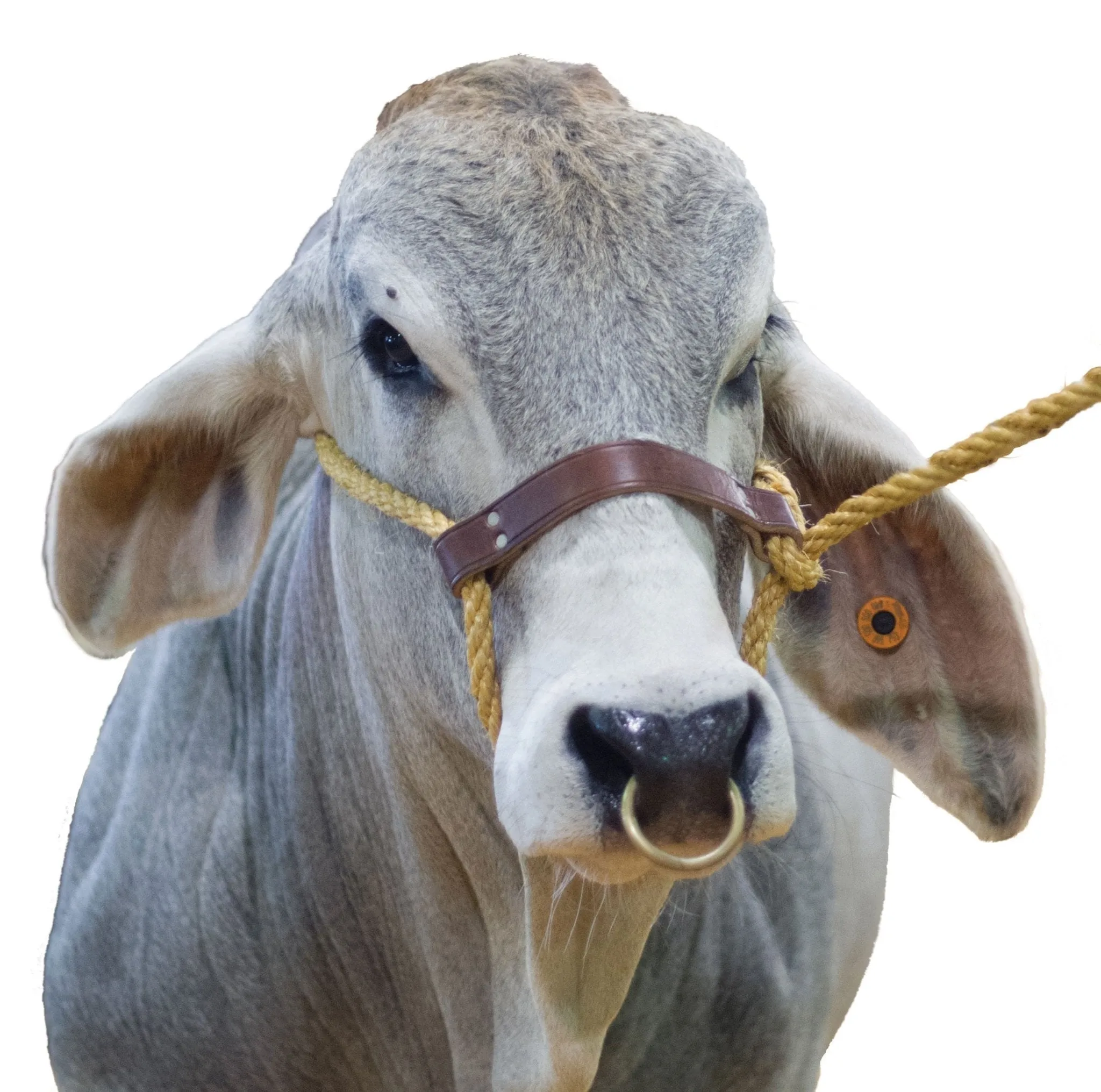Jeffers Bull Rings